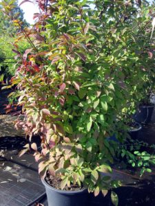 Viburnum Charles Lamont
