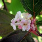 Viburnum Charles Lamont