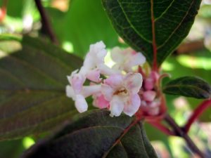 Viburnum Charles Lamont