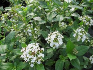 Viburnum tinus