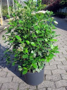 Viburnum tinus2