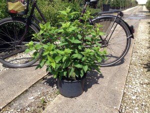 Hydrangea paniculata Limelight