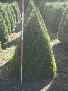 Buxus semp. arborescens Kegel