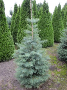 Abies concolor