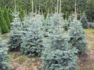 Abies concolor