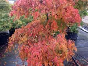 Acer palmatum Dissectum