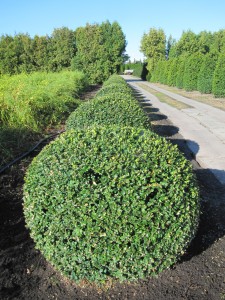 Buxus sempervirens 'Rotundifolia'