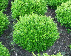 Buxus micro. Faulkner