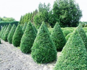 Buxus semp arborescens - Kegel
