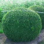 Buxus semp arborescens - Kugel