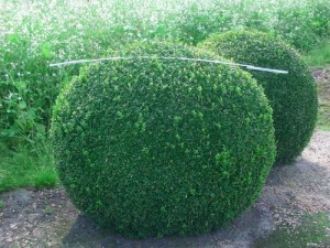 Buxus semp arborescens - Kugel