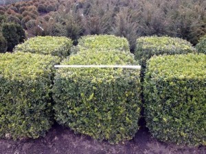 Buxus semp arborescens - Würfel