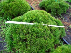 Pinus mugo pumilio lebende Steine