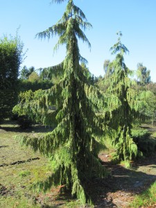 Chamaecyparis nootk.'Pendula'