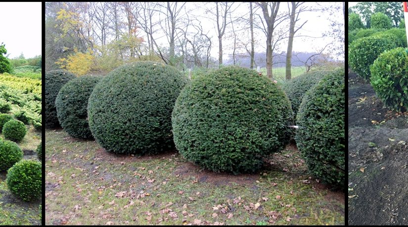 Sie suchen Alternativen zum Buxus? Wir haben Sie!!!