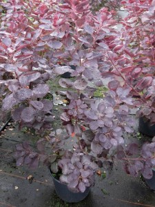 Cotinus coggygria 'Royal Purple'
