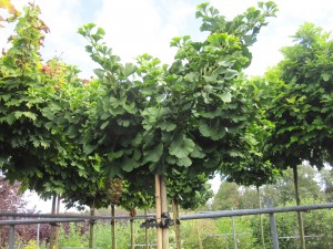 Ginkgo biloba 'Mariken'