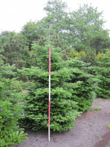 Abies koreana