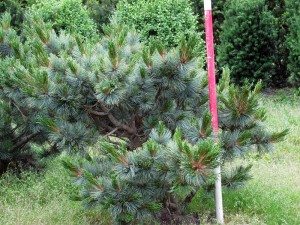 Pinus pumila Glauca