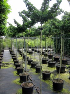 Ginkgo biloba 'Mariken'