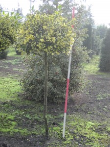 Ilex 'Golden King' Kugel auf Stamm
