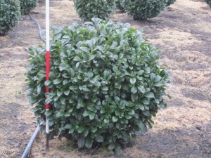 Prunus lauroc.'Etna' ® - Kugel