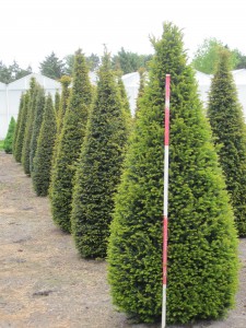 Taxus baccta Kegel