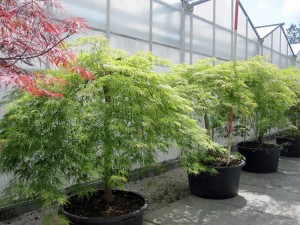 Acer palmatum 'Dissectum'