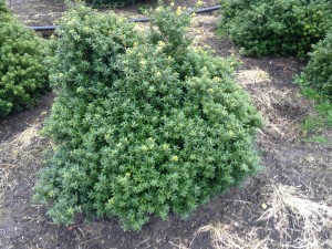 Ilex crenata 'Twiggy'