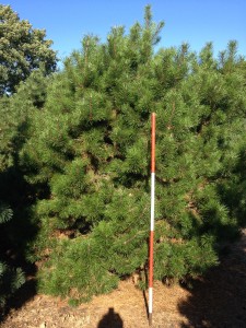 Pinus contorta