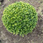 Ilex crenata Twiggy Kugel