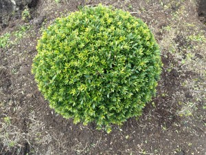 Ilex crenata Twiggy Kugel