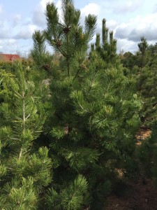 Pinus heldreichii var. leucodermis