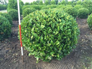 Prunus lauroc.'Etna' ® - Kugel