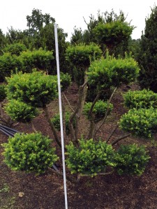 Taxus media Hillii Bonsai