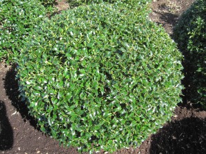 Ilex Alaska Kugel