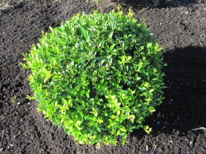 Ilex crenata Blondie Kugel