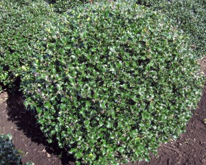 Ilex mes. Blue Angel Kugel