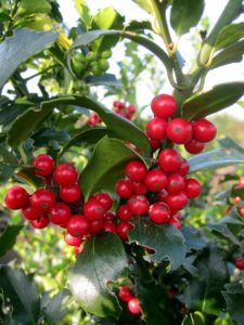 Ilex Blue Fantasy