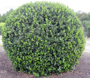 Ilex Blue Prince Kugel