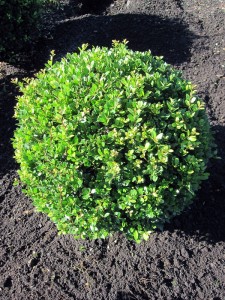Ilex Dark Green Kugel