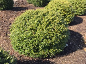 Ilex Glorie Gem Flachkugel