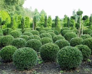 Ilex crenata Glorie Gem Kugel