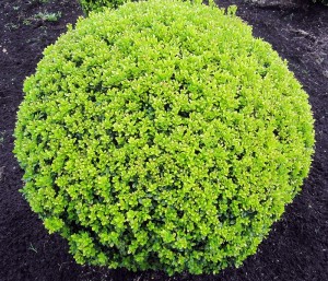Ilex Golden Rock Kugel