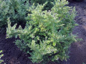 Ilex crenata 'Green Glory'