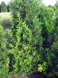 Ilex Nothern Lights