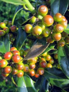 Ilex Nothern Lights