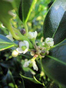 Ilex Nothern Lights
