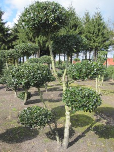 Ilex Pyramidalis Bonsai