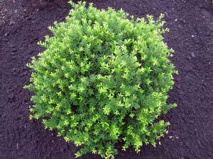 Ilex Twiggy